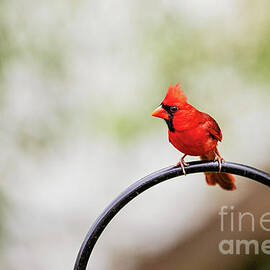 Pretty Redbird by Scott Pellegrin