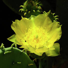 Prickly Pear Cactus Bloom and Bud by Bill Morgenstern