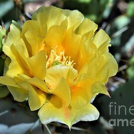 Prickly Pear Hidden Beauty by Janet Marie
