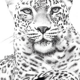 Prince of the Serengeti by Sheryl Unwin