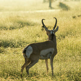 Pronghorn Buck 002007 by Renny Spencer