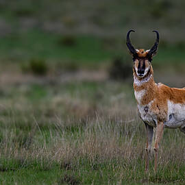 Pronghorn Buck Antelope Texas  by Gary Langley