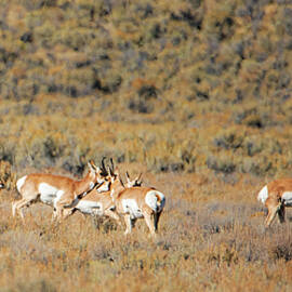 Pronghorns in the Valley by Virginia Lucas
