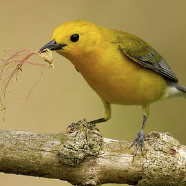 Prothonotary warbler posters for wall art by Yuri Chaban