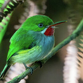 Puerto Rican Tody by Candice Lowther