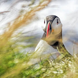 Puffin in the Grass by Francis Sullivan