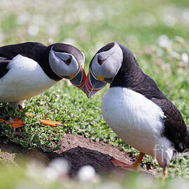 Puffin Pair by Natural Focal Point Photography