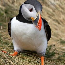 Puffin walk