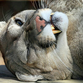 Puma Smoosh Face by Shoal Hollingsworth