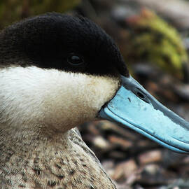 Puna Teal Portrait by James Dower