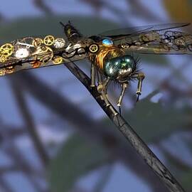 Punked Dragon Fly