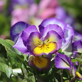 Purple and Yellow Violets by Marlin and Laura Hum
