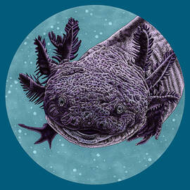 Purple axolotl by Loren Dowding