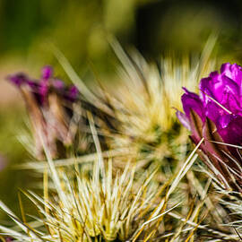 Purple Cactus Blossoms by Bonny Puckett