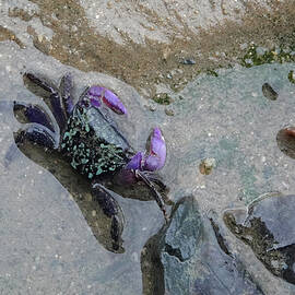 Purple-clawed Crab by Maryse Jansen