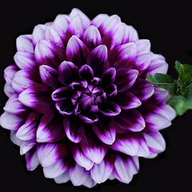Purple Dahlia by Leah Halisky