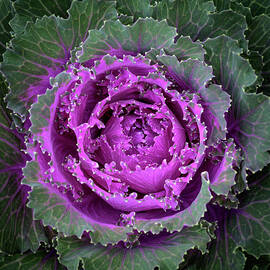 Purple Flowering Cabbage