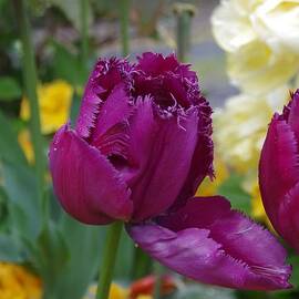 Purple Fringe Tulip - Somerset Garden UK by Lesley Evered