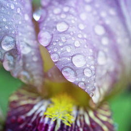 Purple Iris In Rain by Iris Richardson