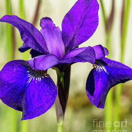 Purple Iris by Ruth H Curtis
