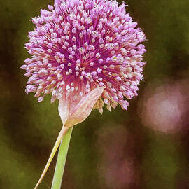 Purple Leek Allium Bloom by Sharon McConnell