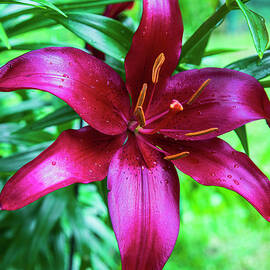 Purple Lily After the Rain by Bob Decker