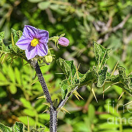 Purple Nightshade Bloom and Buds by Bob Phillips