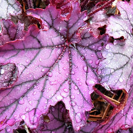 Purple Ornamental Leaves After Rain by Robert Tubesing