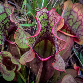 Purple Pitcher Vessel by Karen Wiles