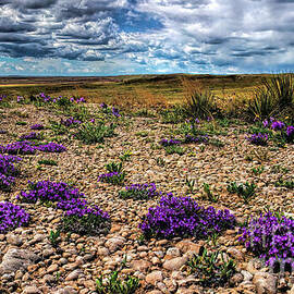 Purple Prairie by Jim Garrison