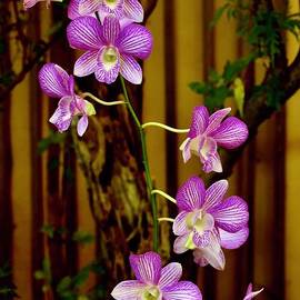 Purple Stripped Orchids by Craig Wood