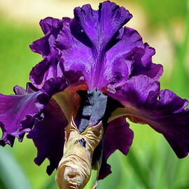 Purple Tall Bearded Iris by Lyuba Filatova