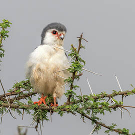Pygmy Falcon by Eric Albright