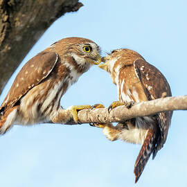 Pygmy Owl Kiss