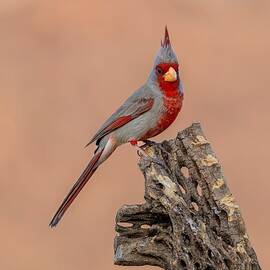 Pyrrhuloxia - Desert Cardinal Portrait by Patti Deters