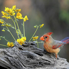 Pyrrhuloxia - Desert Cardinal with Flowers by Patti Deters