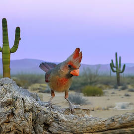 Pyrrhuloxia Desert Scene by Patti Deters