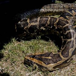 Python Snake In Grass by Les Classics