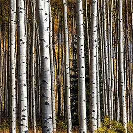 Quaking Aspens in Colorado by Kevin Schwalbe