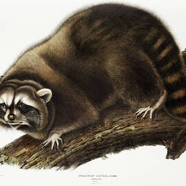 Raccoon. John Woodhouse Audubon Illustration by World Art Collective