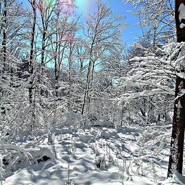 Rainbow Flare of the Sun on  A Bright Sunny Day with Snow Covered Trees in the Park by Debbie Turrisi