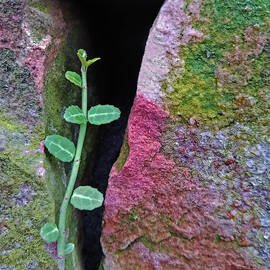 Rainbow Rock Sprout by Rebekkah Burtcher