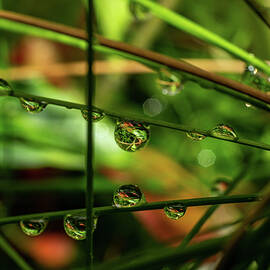 Raindrop Jungle by Linda Howes