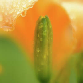 Raindrop Lily by Michael Hubley