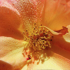 Raindrops on a Gold Rose - Floral Photography - Roses From My Garden by Brooks Garten Hauschild