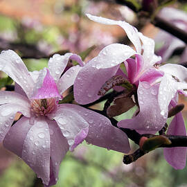 Raindrops on Magnolia by Elaine Teague