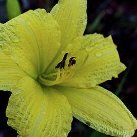 Raindrops on Yellow Daylily by Heron And Fox