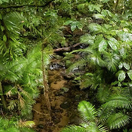 Rainforest At Mossman Gorge by Suzanne Luft