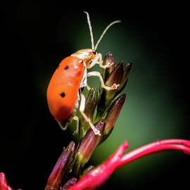Rainforest Beetle by Karen Wiles