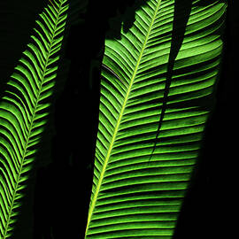 Rainforest Chronicles Banana Leaves I by Justin Lee